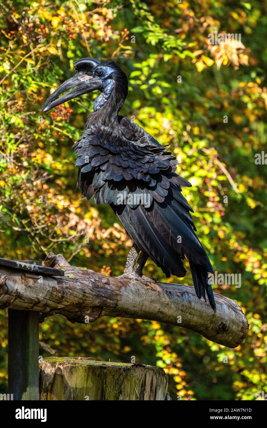 Abyssinian northern Ground Hornbill, Bucorvus abyssinicus strange bird Stock Photo