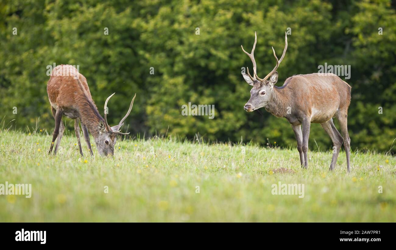 deer stags concepts