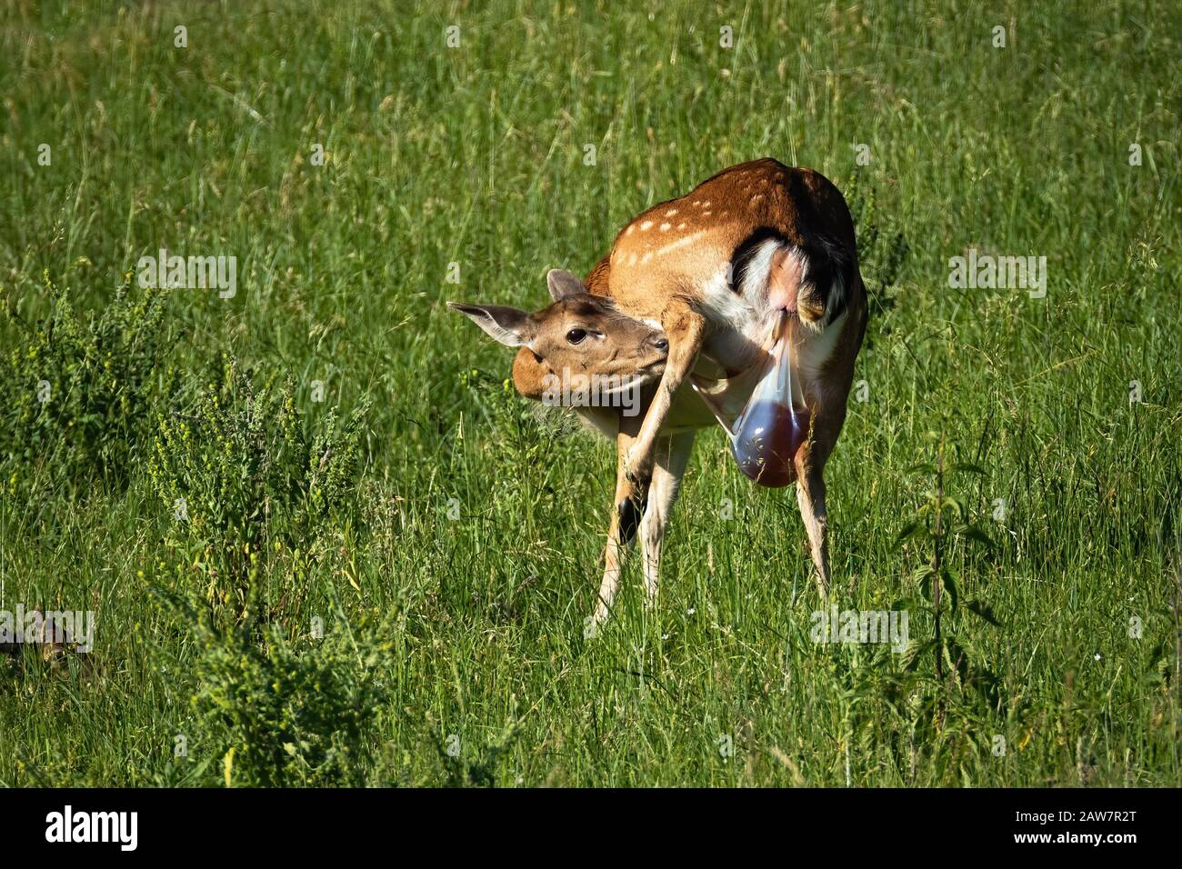 When do deer give birth deals