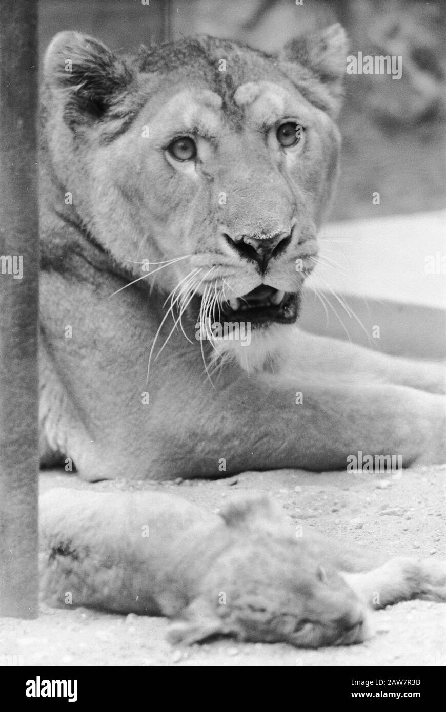 Burgers zoo Black and White Stock Photos & Images - Alamy