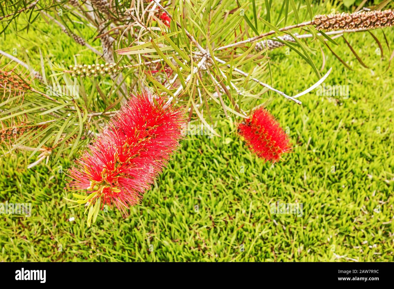 bottle brush tree (Callistemon) red blossom flowers Stock Photo Alamy
