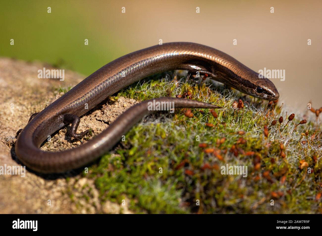 European copper skink, ablepharus kitaibelii, on a green moss in nature Stock Photo