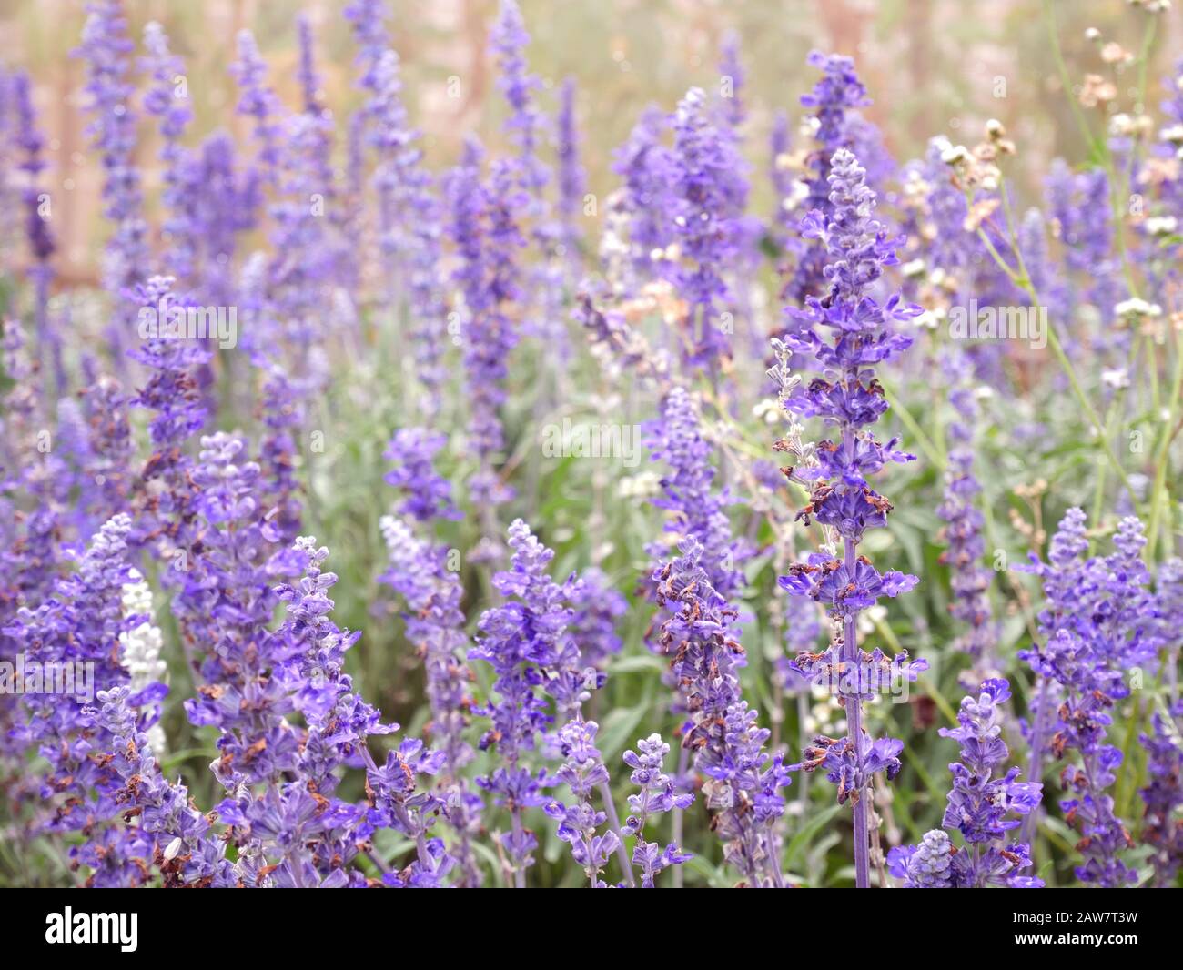 blue salvia (blue sage) flower. Beautiful violet flowers on the meadow with grass Stock Photo