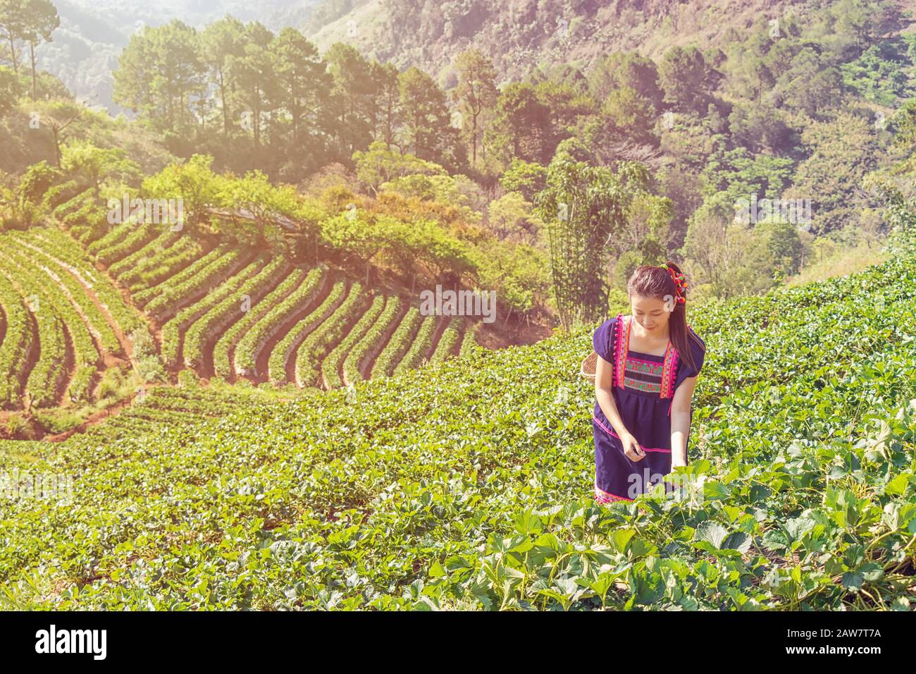 Young Tribal Asian women from Thailand picking tea leaves with smiling face on tea field plantation in the morning at doi ang khang national park , Ch Stock Photo