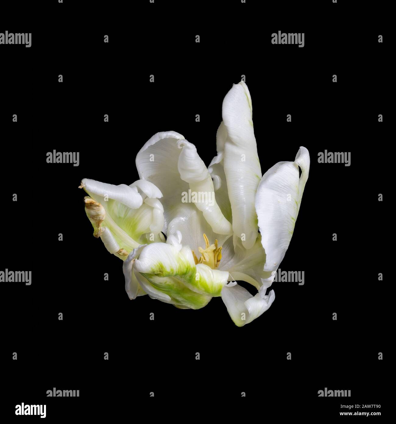 isolated green white veined glossy parrot tulip blossom color macro,black background Stock Photo