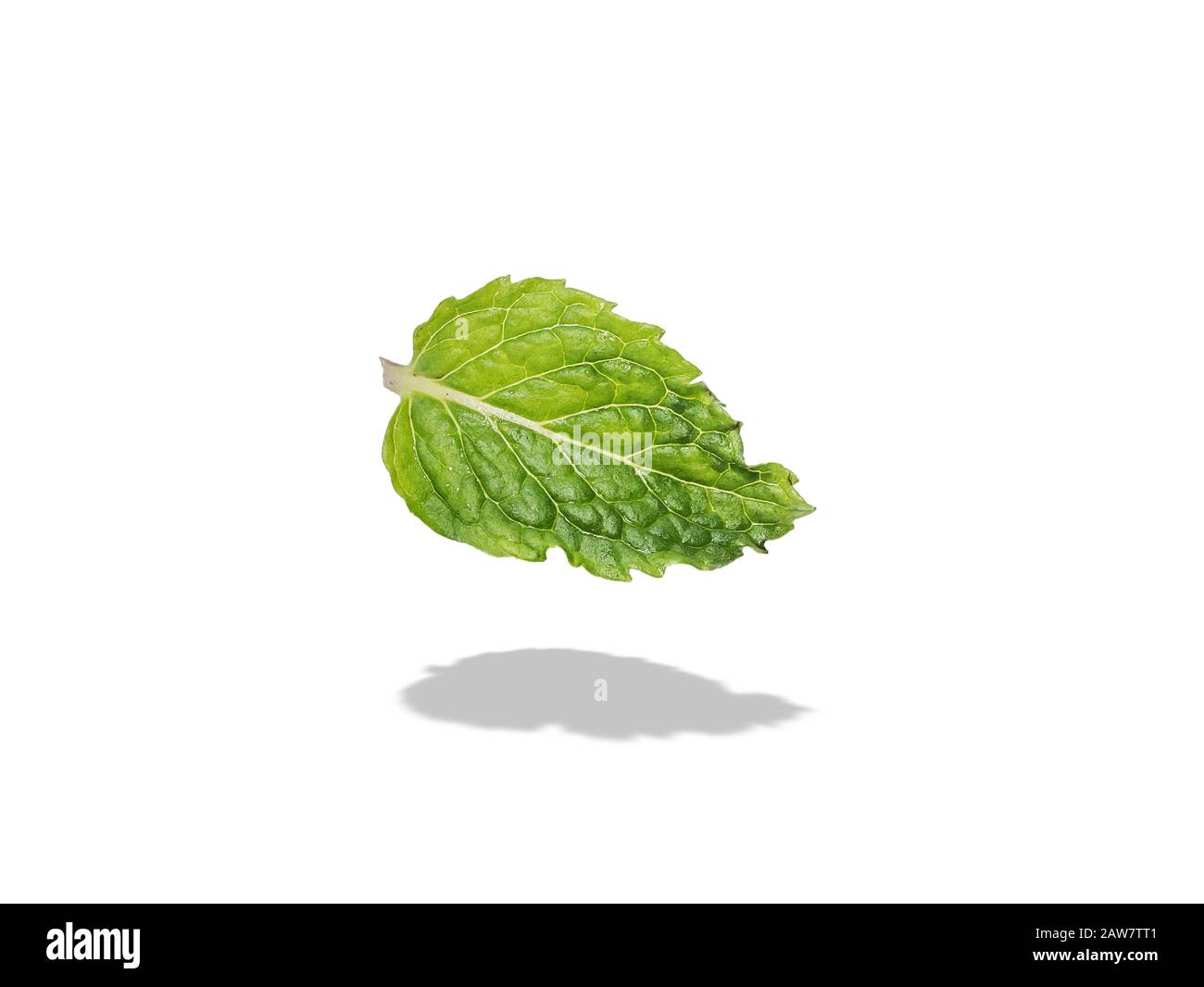 green leaf of fresh green mint isolated on white background with shadow, studio shot. clipping path include Stock Photo