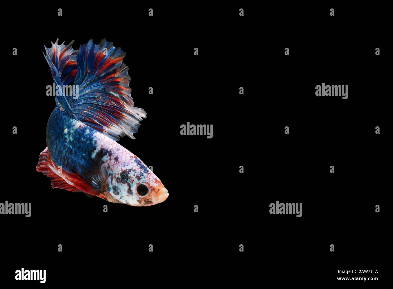 beautiful dark blue Thai fighting fish swimming with long fins and red white colorful long tail gene. fighting fish isolated on black background. Stock Photo