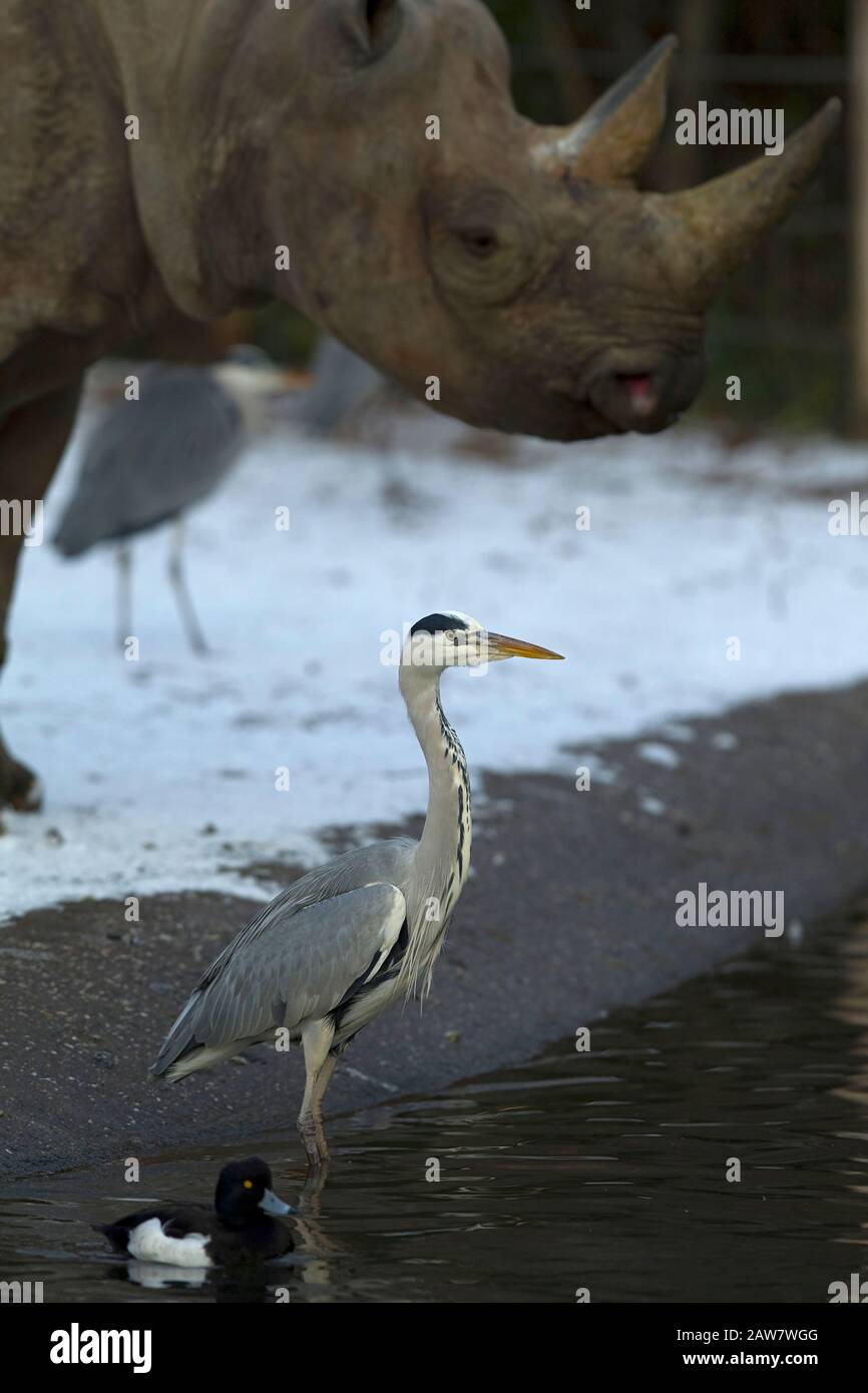 An adult Grey Heron (Ardea cinerea) in the Zoological Garden and a Rhino in the background Stock Photo