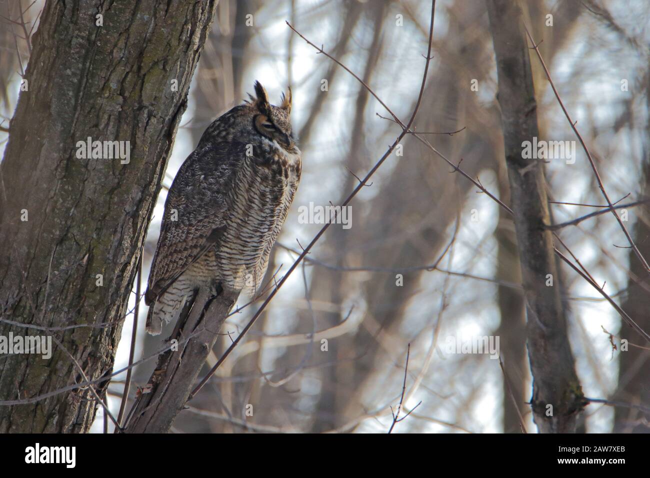 Great Horned Owl perched on tree in forest Stock Photo