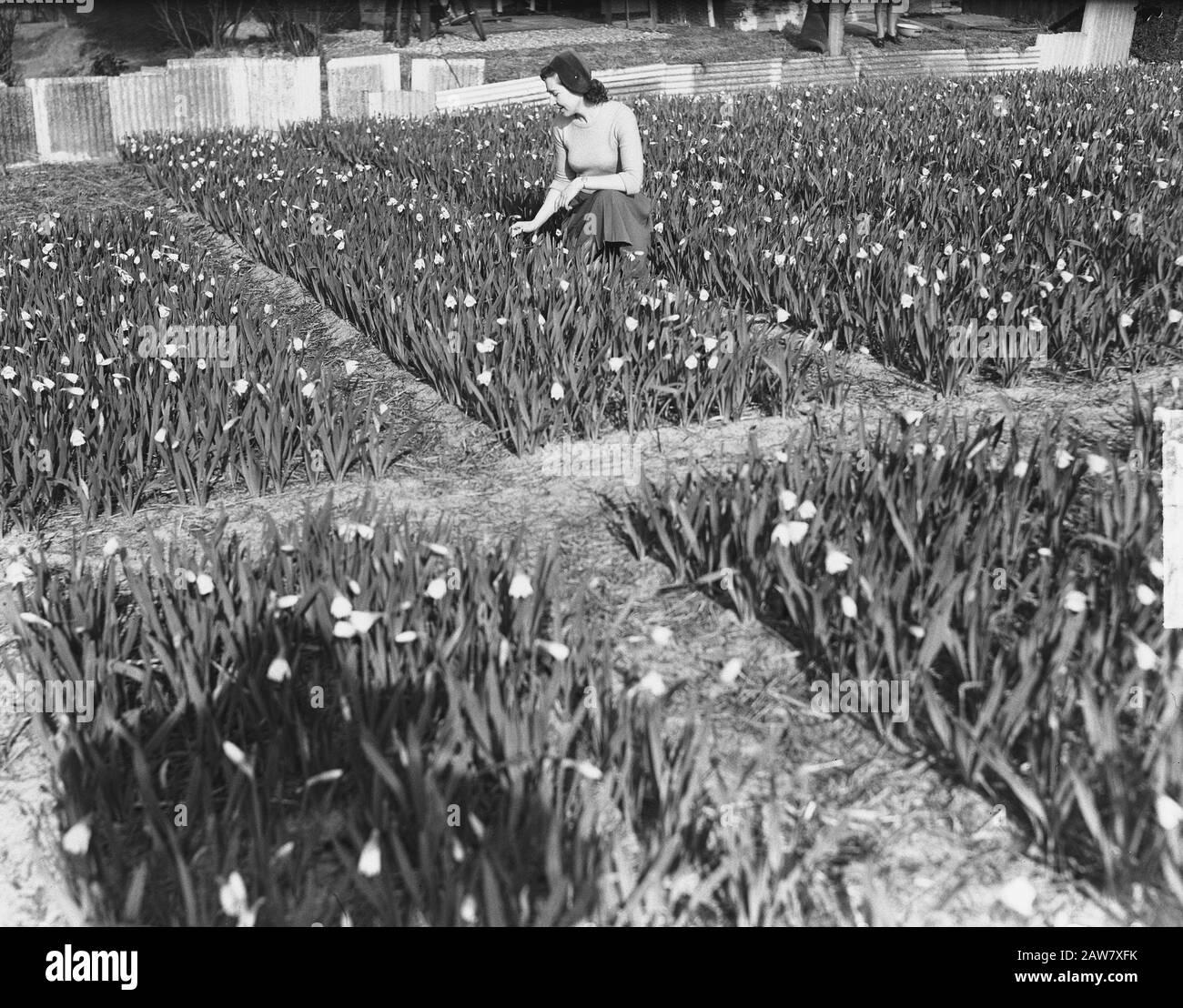 Daffodils in bloom in Hillegom Date: March 1, 1951 Location: Hillegom Keywords: DAFFODIL blooming Stock Photo