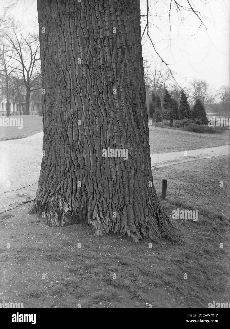 gardens. Lauwersgracht Arnhem. Trunk Date: undated Location: Arnhem Keywords: gardens, poplars and willows Institution Name: Musis Sacrum Stock Photo