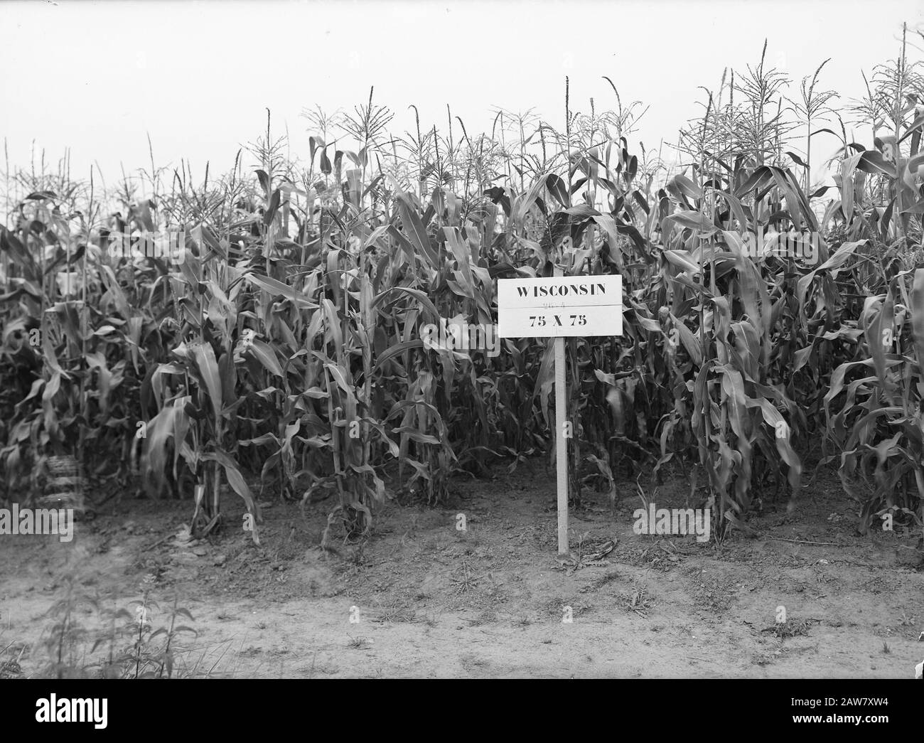 Arable plant cultivation Black and White Stock Photos & Images - Alamy