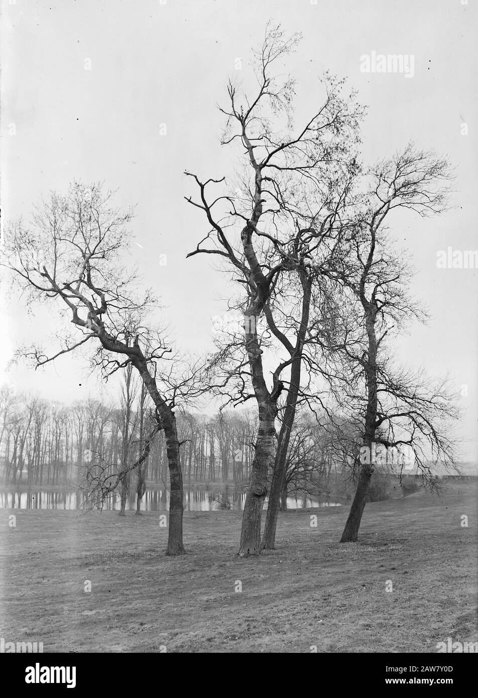 poplars and willows, wilp cal dike populus canes cans Date: undated Location: Deventer Keywords: poplars and willows Person Name: populus canes cans, wilp cal embankment Stock Photo