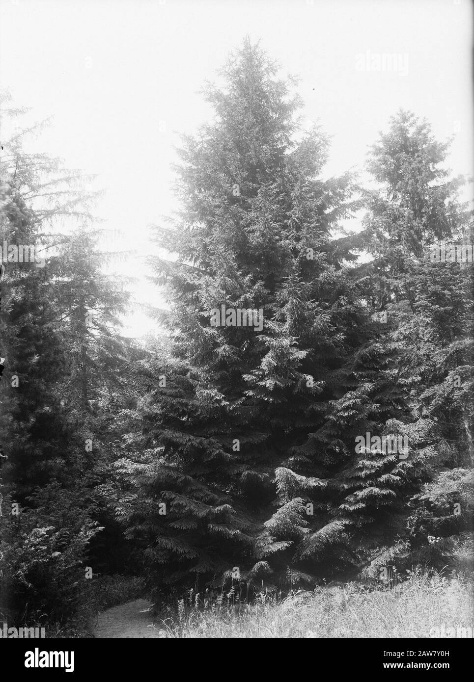 larch and Douglas fir, Picea orientalis Date: undated Keywords: larch and douglas Person Name: Picea orientalis Stock Photo