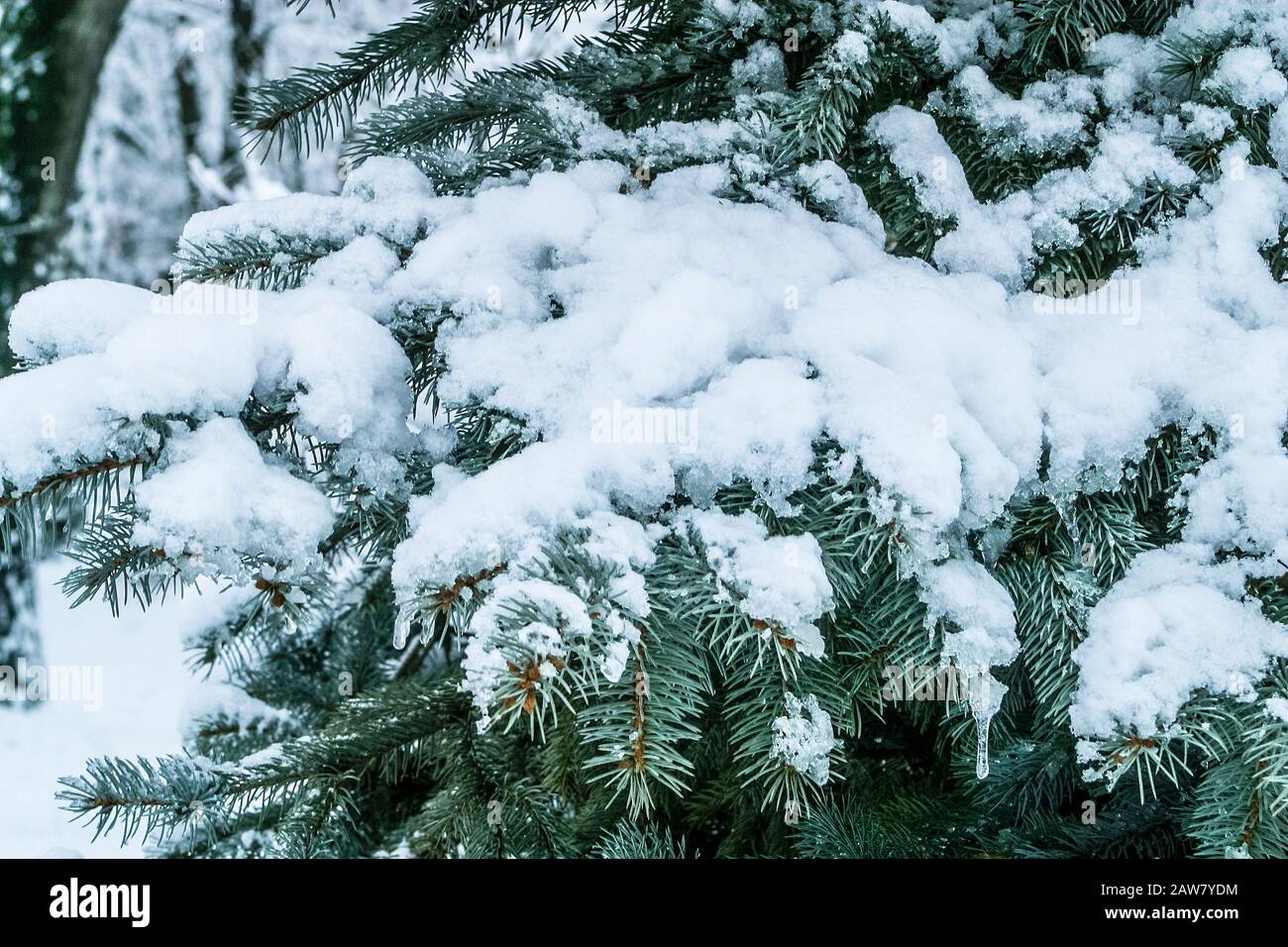 Branch of a Firtree covered with snow Stock Photo