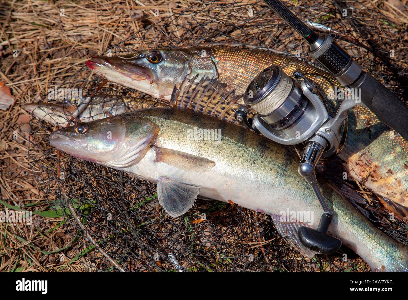 Close-up of big caught fish, hands of fisherman holding landing net with big  pike fish. Concepts of successful fishing Stock Photo - Alamy