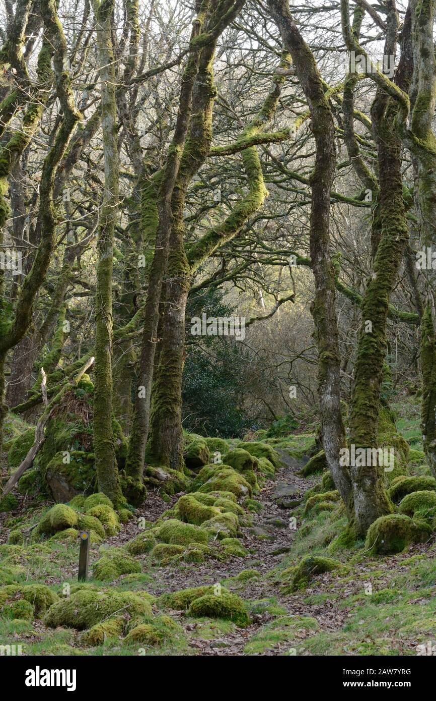 Winter walk path footpath through mystical ancient wood woodland Coed Ty Canol National nature Reserve Ty Canol woods Newport Pembrokeshire Wales UK Stock Photo