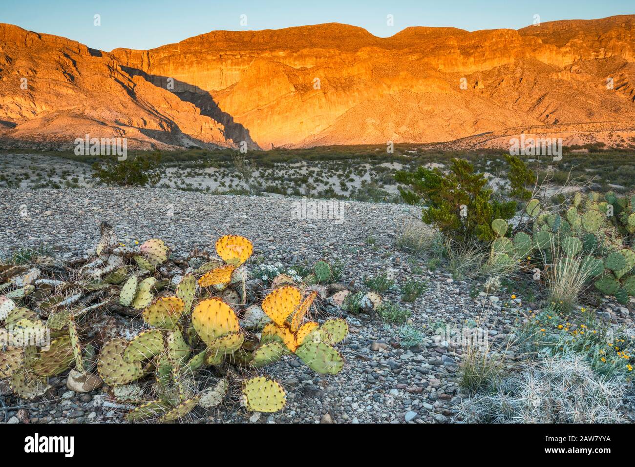 Boquillas Canyon opening in distance, prickly pear cactus, at sunset,  Chihuahuan Desert, near Rio Grande Village, Big Bend National Park, Texas,  USA Stock Photo - Alamy