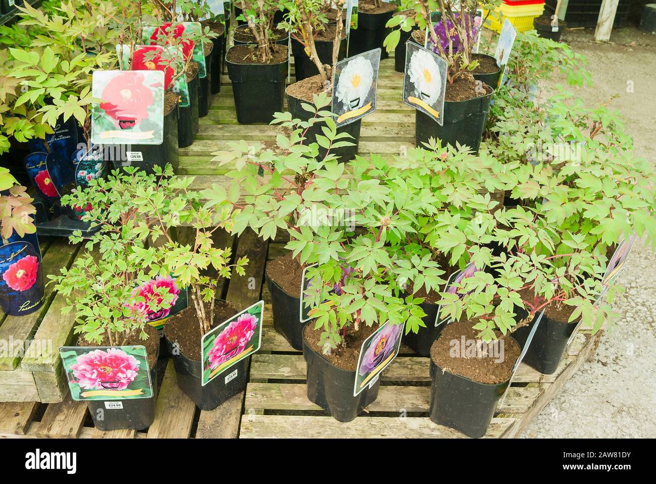 A selection of tree peonies for sale in an English garden centre in April Stock Photo