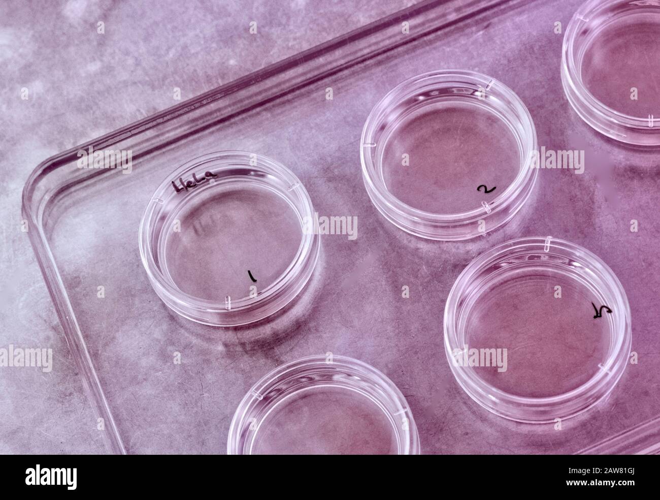 Hela Cells High Resolution Stock Photography and Images - Alamy