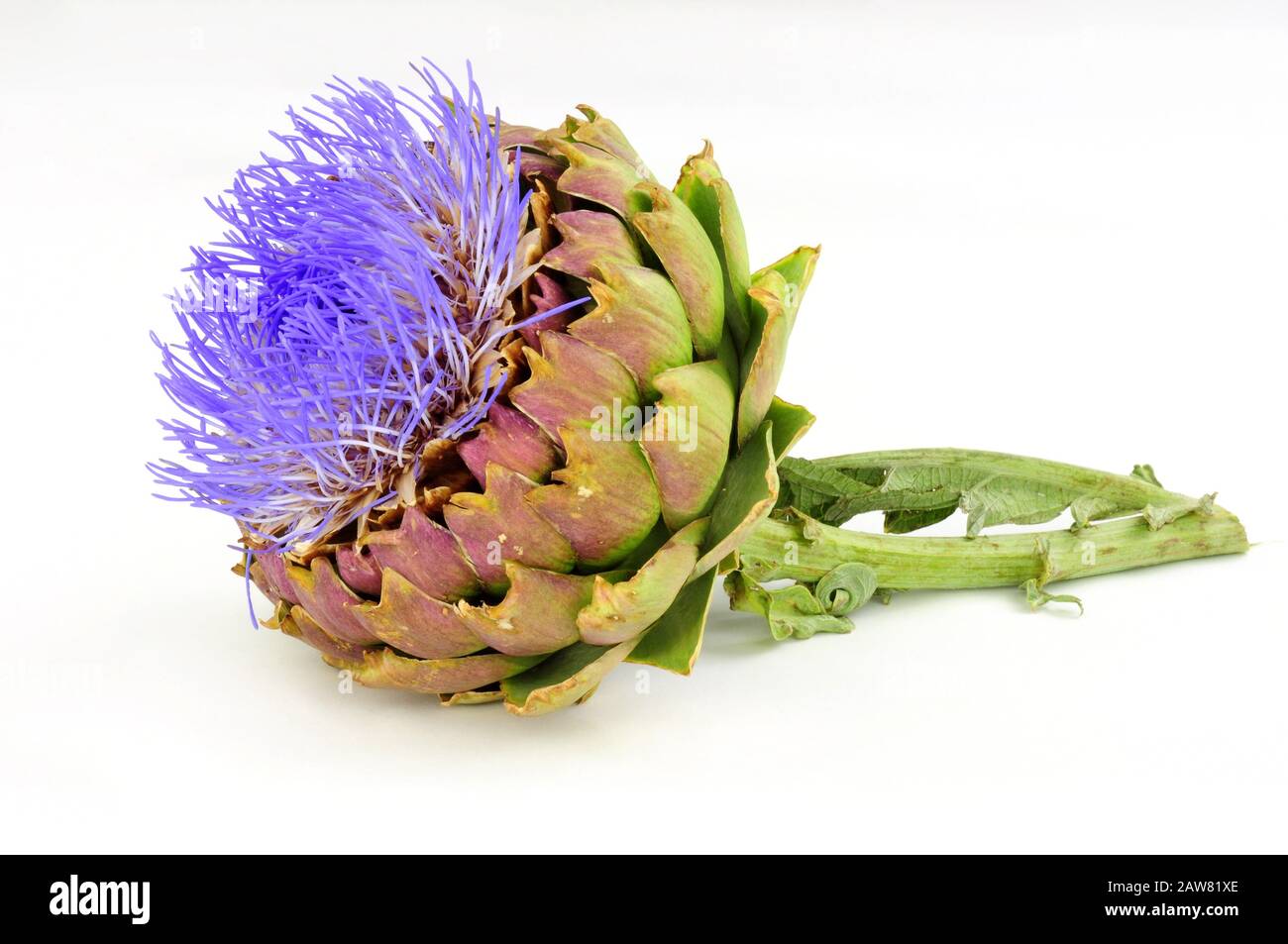 Flowering globe artichoke flower, also known as green artichoke and French artichoke Stock Photo