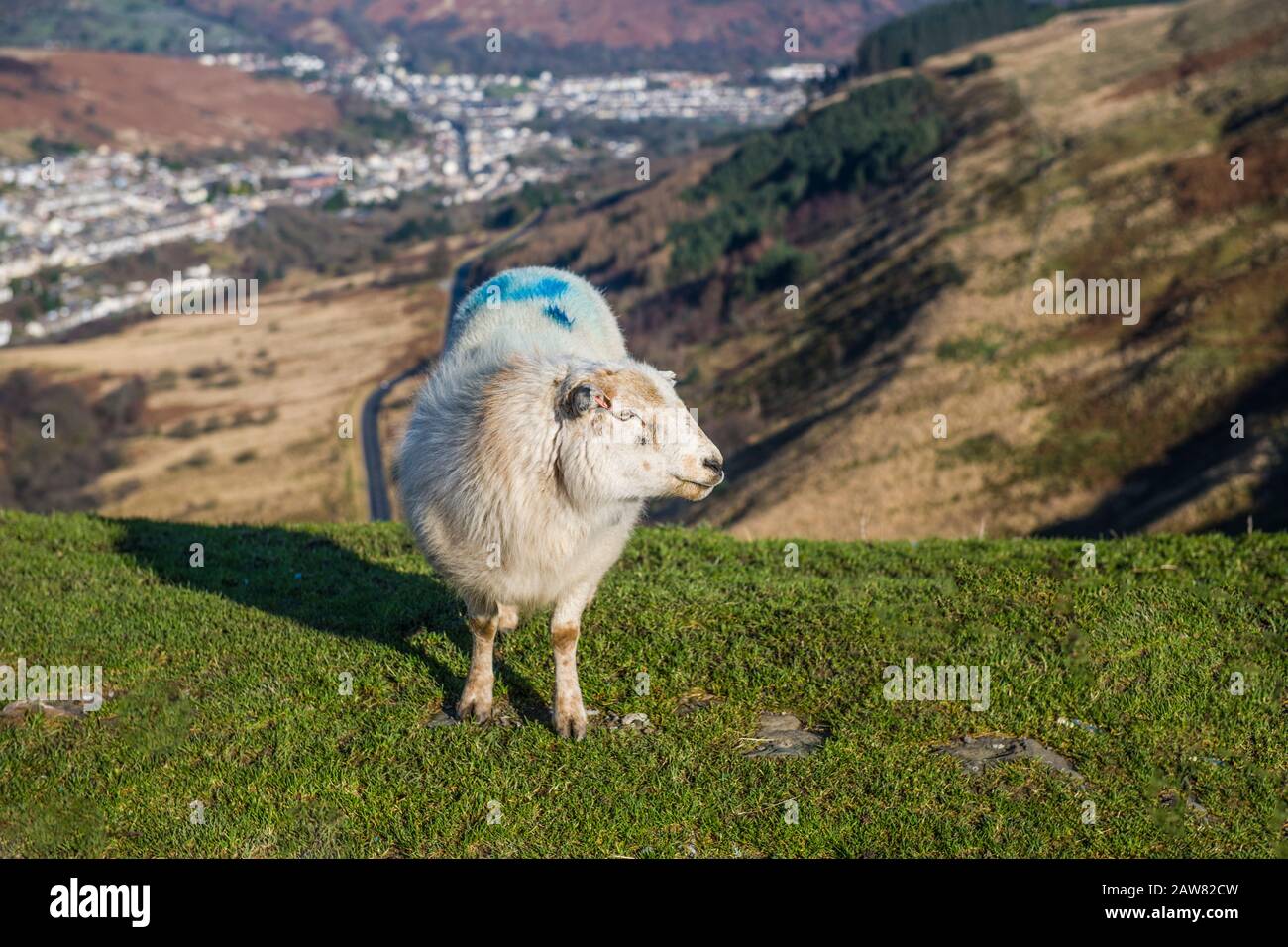 A landscape mostly featuring a sheep on the Bwlch y Clawdd pass between the Ogmore and Rhondda valleys on a sunny February day. Sheep are everywhere! Stock Photo