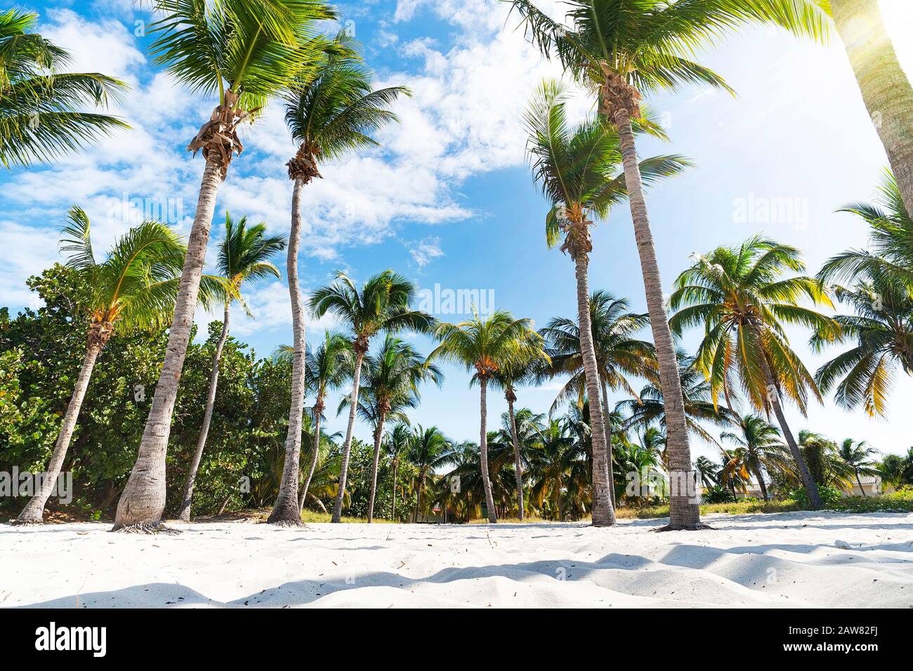 Palm grove on the ocean beach. Undersized lush palm trees grow in dense