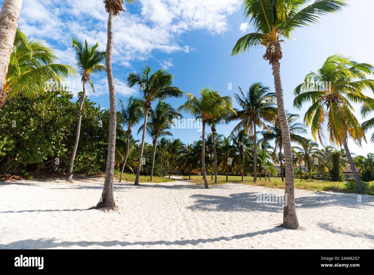 Tall palm trees of waikiki beach hi-res stock photography and images ...