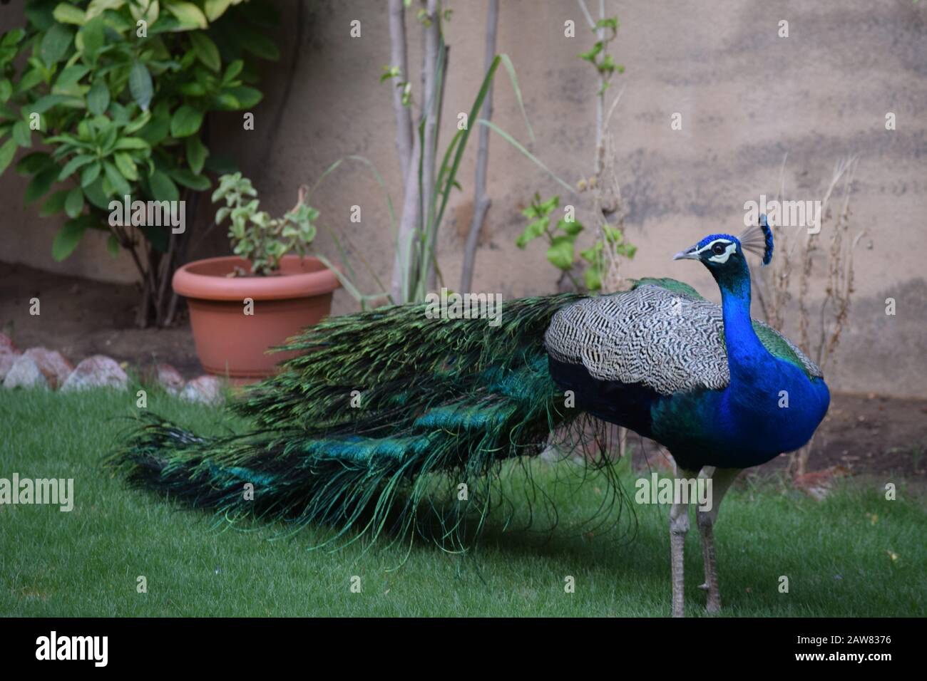 Beautiful colorful Indian Peafowl Peacock roaming walking in house