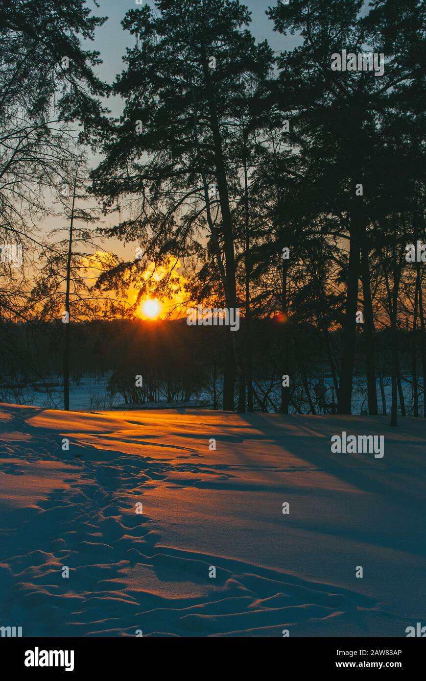 Winter Park landscape with sunset snow and tall pines. Vertical tall ...