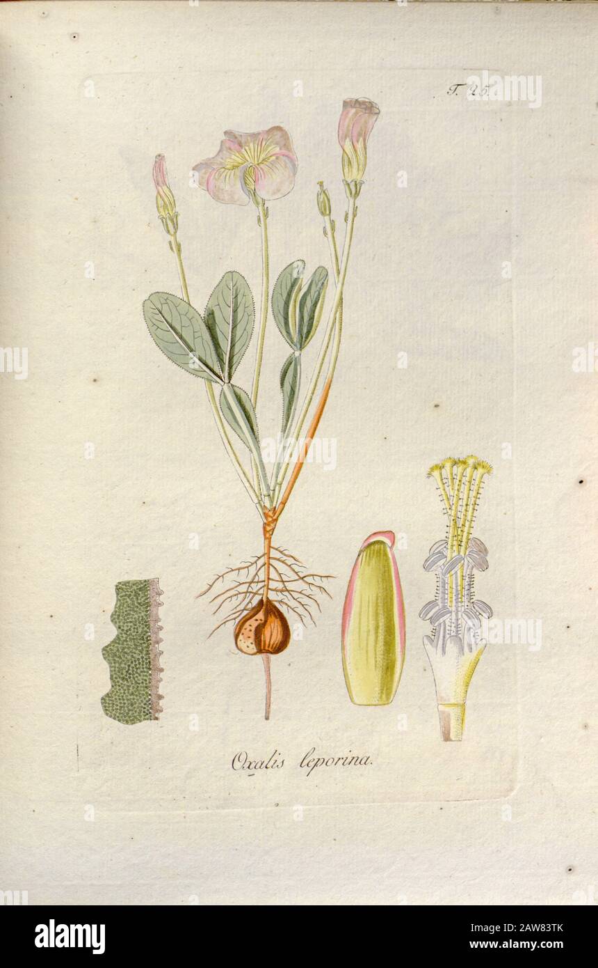 Woodsorrel (Oxalis leporina). Illustration from 'Oxalis Monographia iconibus illustrata' by Nikolaus Joseph Jacquin (1797-1798). published 1794 Stock Photo