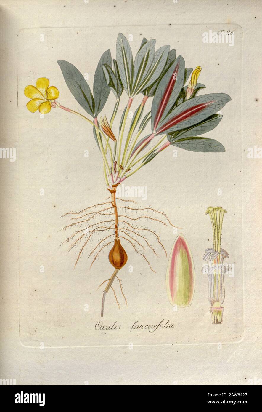 Woodsorrel (Oxalis lanceifolia). Illustration from 'Oxalis Monographia iconibus illustrata' by Nikolaus Joseph Jacquin (1797-1798). published 1794 Stock Photo