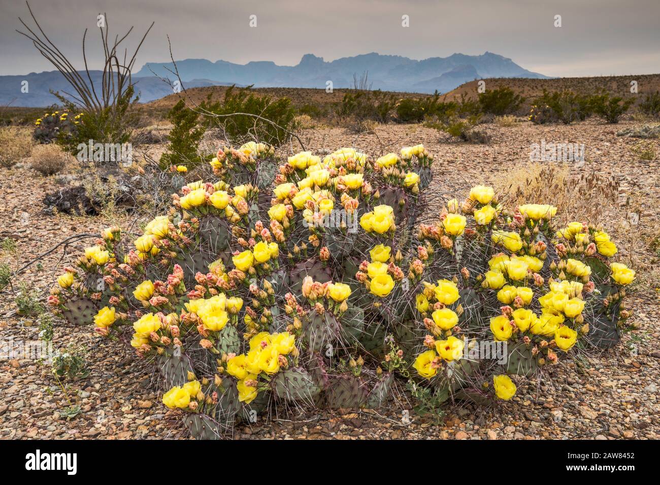 Prickly pear cactus in bloom, Chisos Mountains in distance, Chihuahuan Desert, Big Bend National Park, Texas, USA Stock Photo