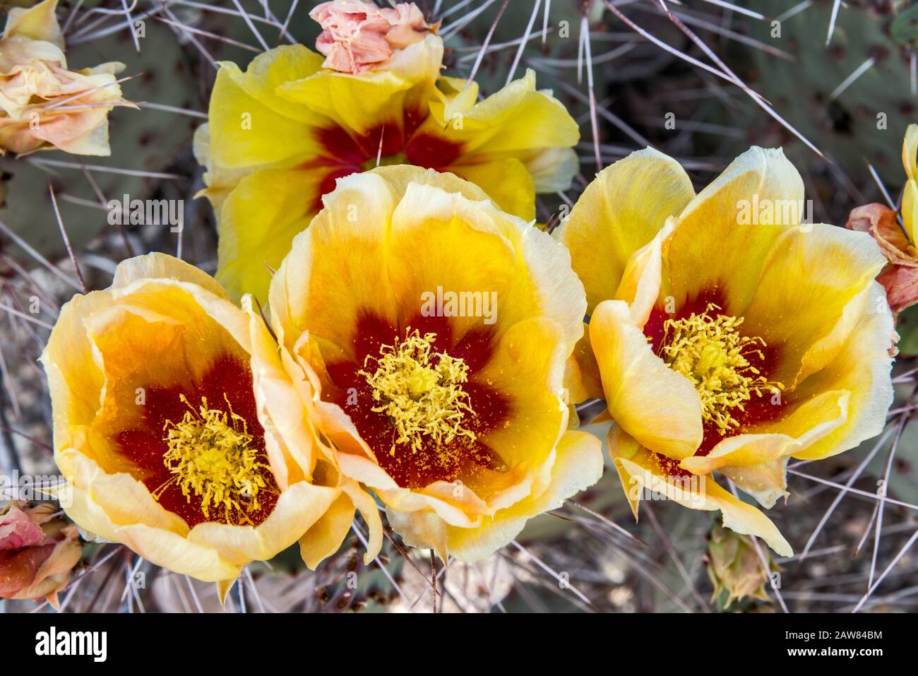 Prickly pear cactus blooming in Chihuahuan Desert, Big Bend National Park, Texas, USA Stock Photo