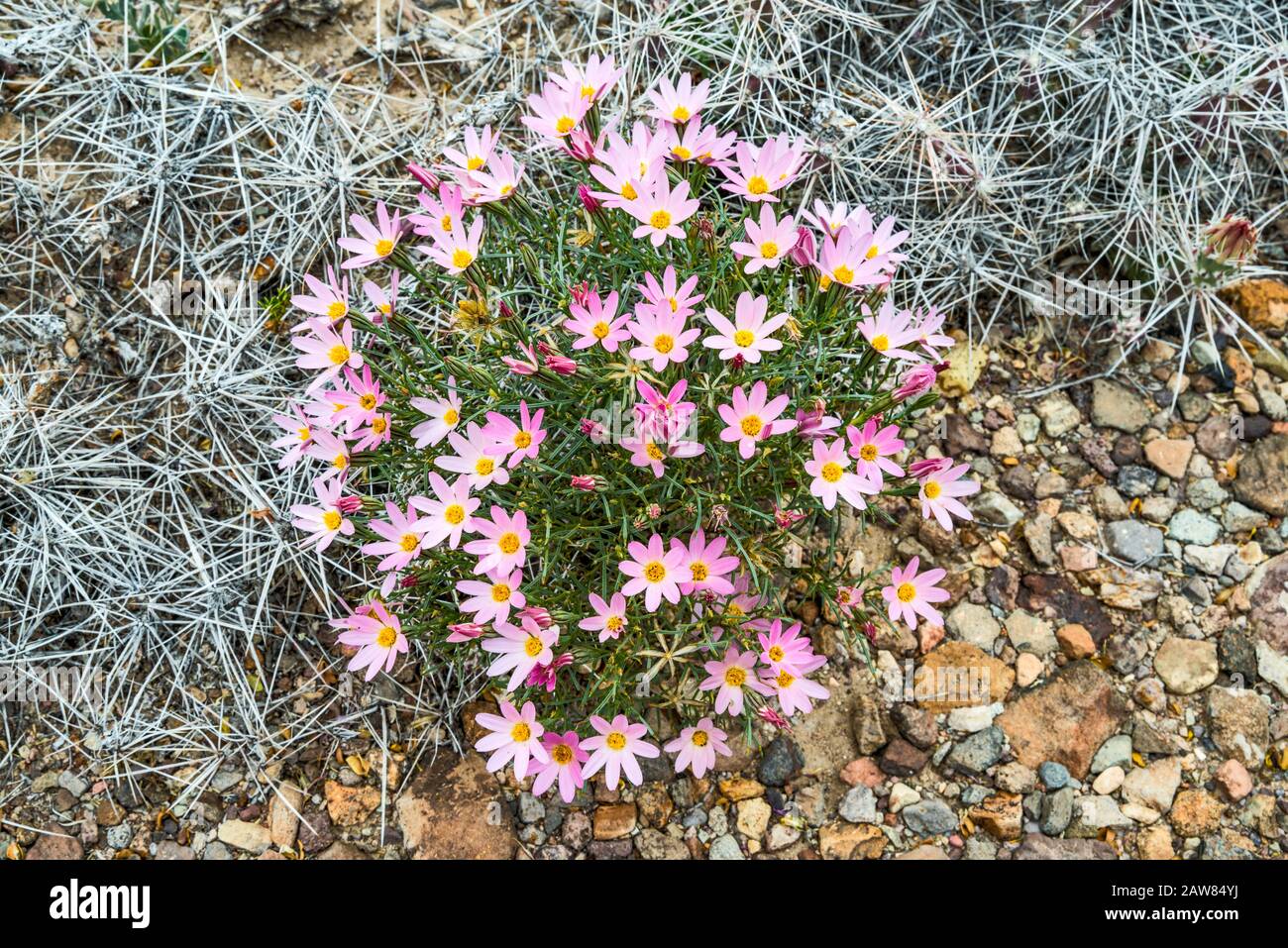 Southwestern Cosmos, Cosmos parviflorus, in bloom, Chihuahuan Desert