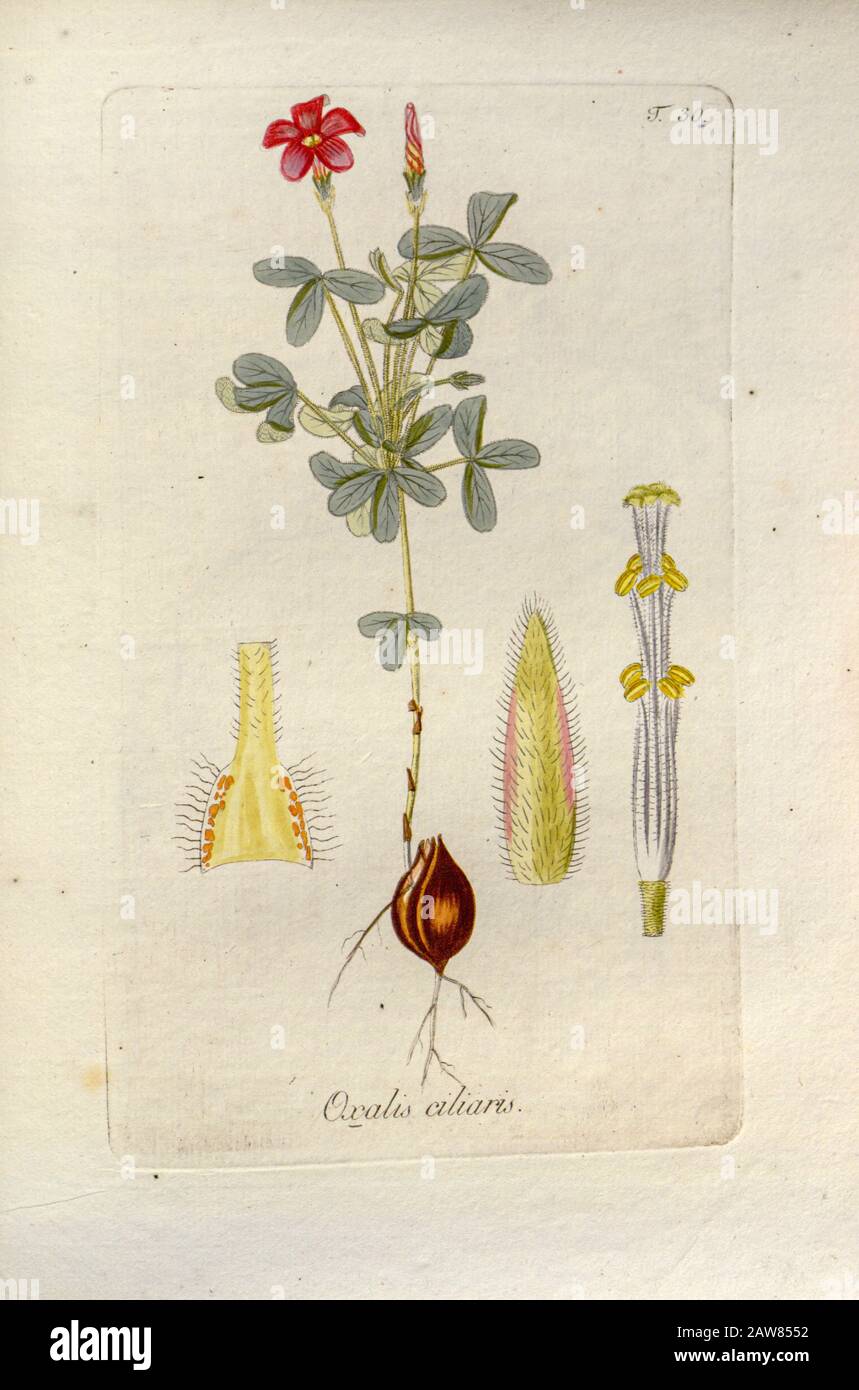 Woodsorrel (Oxalis ciliaris). Illustration from 'Oxalis Monographia iconibus illustrata' by Nikolaus Joseph Jacquin (1797-1798). published 1794 Stock Photo