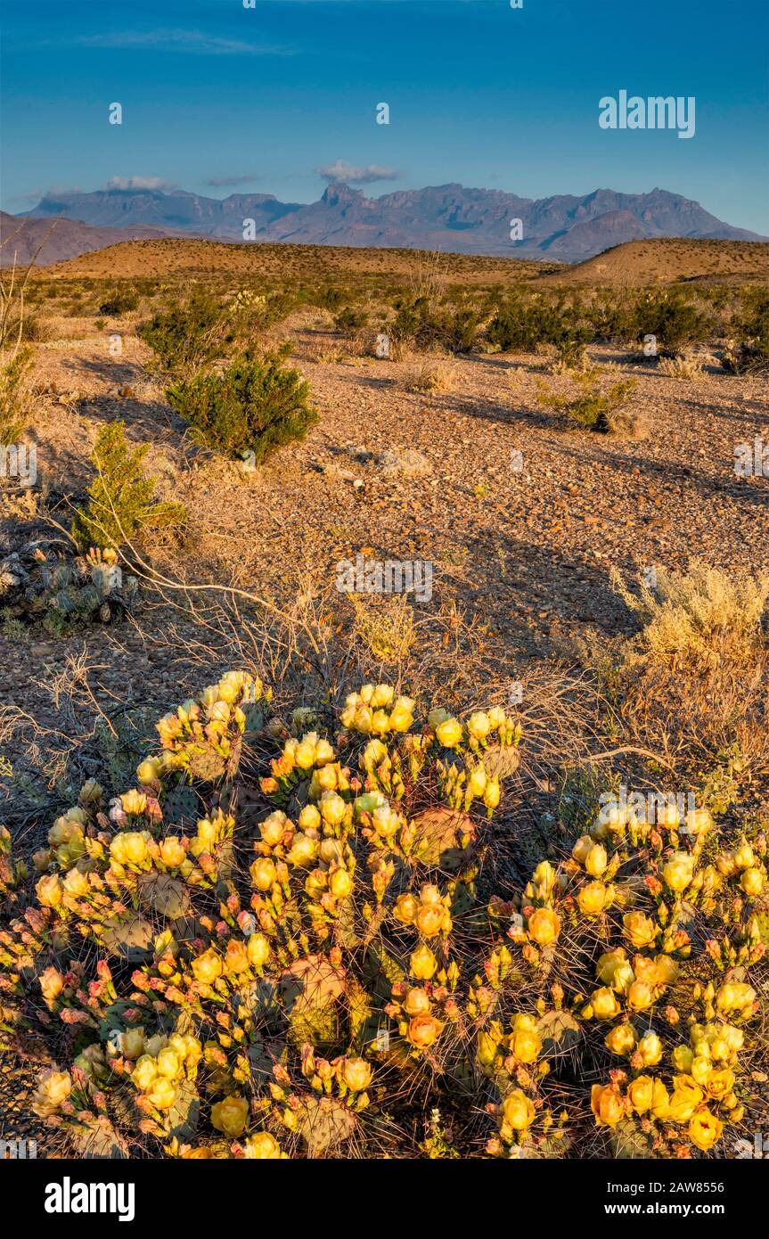 Prickly pear cactus in bloom, Chisos Mountains in distance, Chihuahuan Desert, Big Bend National Park, Texas, USA Stock Photo