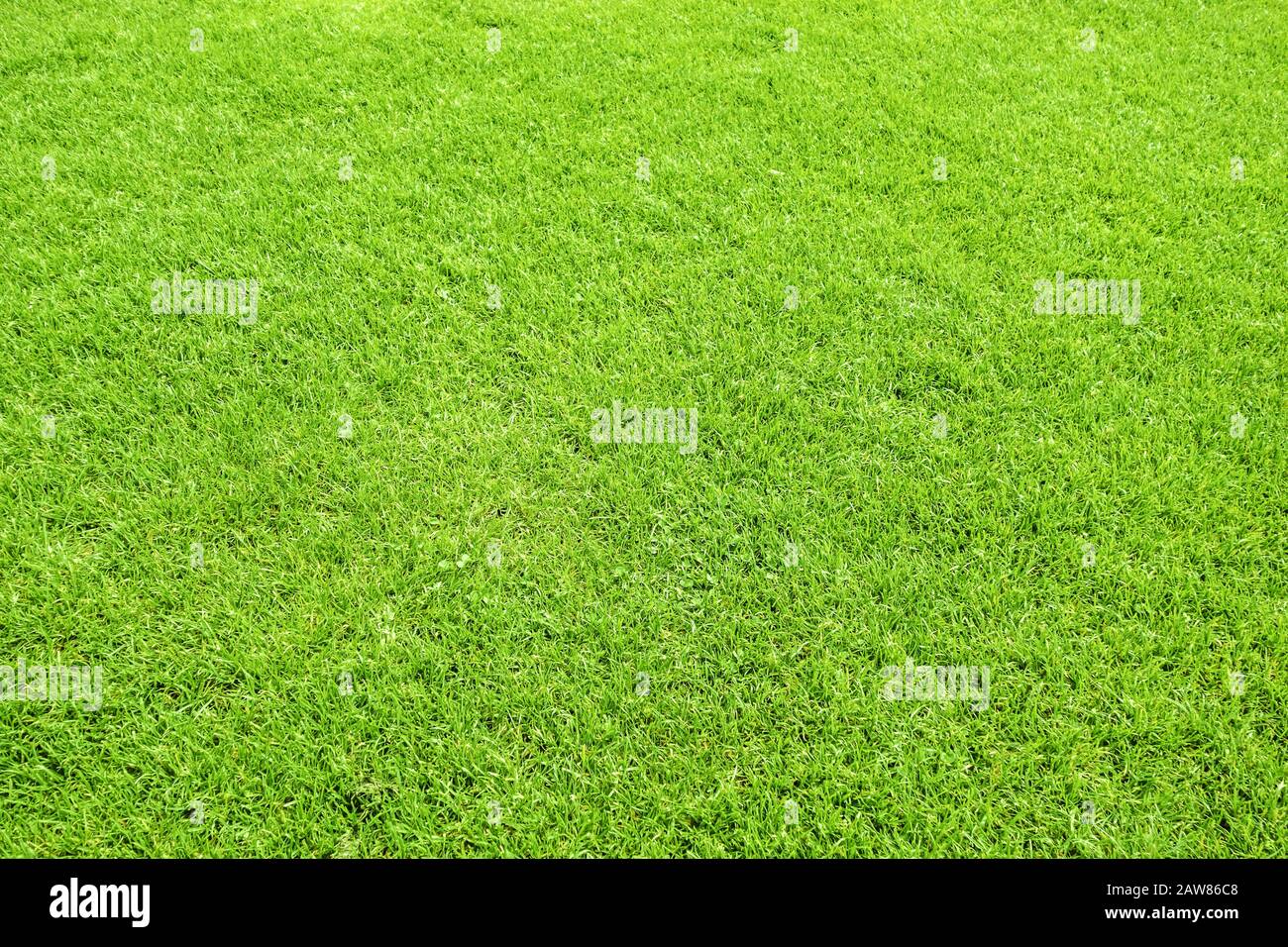 Green grass background. Angular view Stock Photo - Alamy