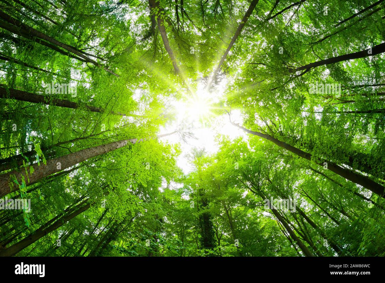 Wide Angle Canopy Shot In A Beautiful Green Forest Magnificent Upwards View To The Treetops With Fresh Green Foliage And The Sun Stock Photo Alamy