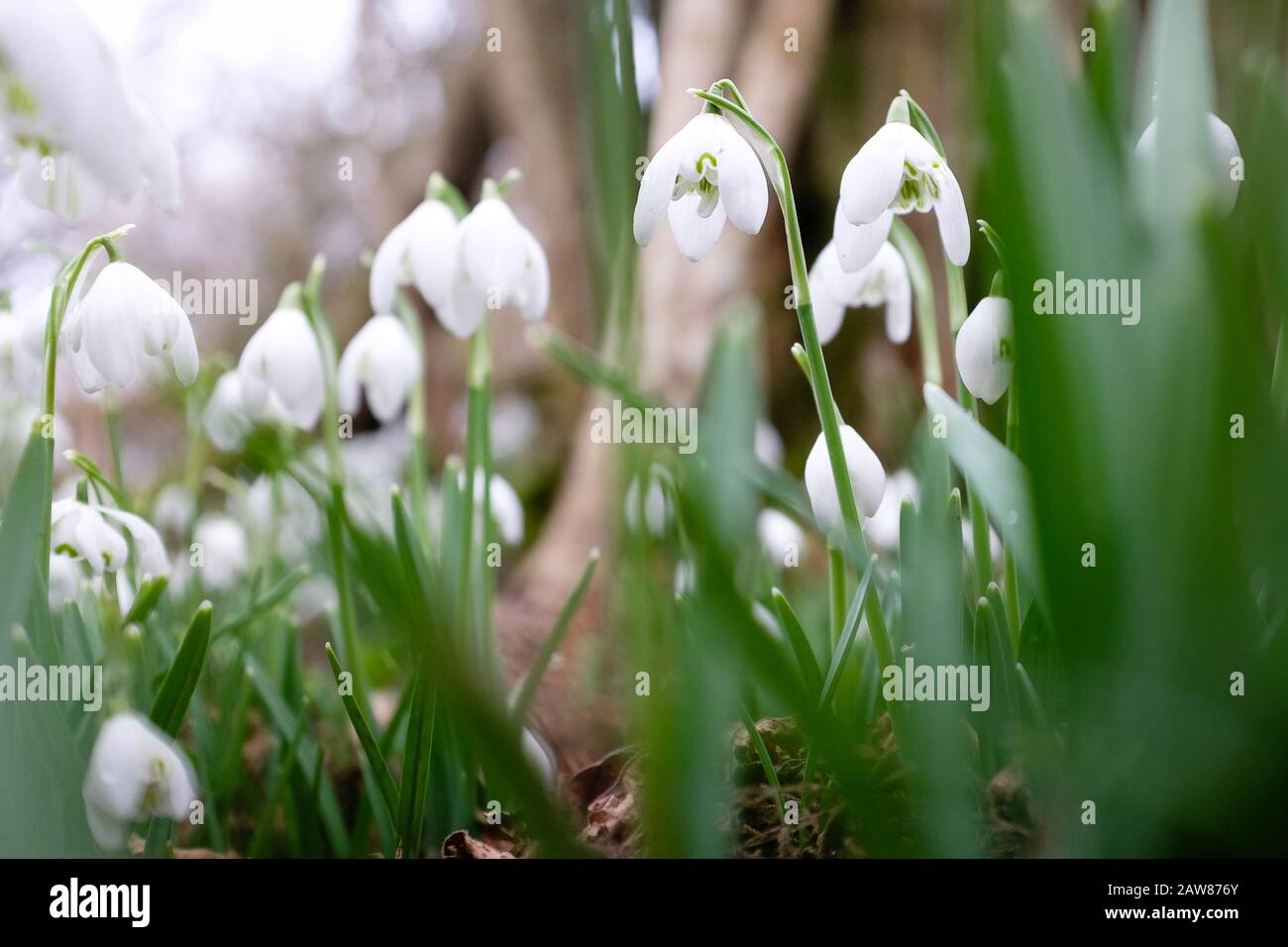 Close up of wild outdoor flowering plants Stock Photo