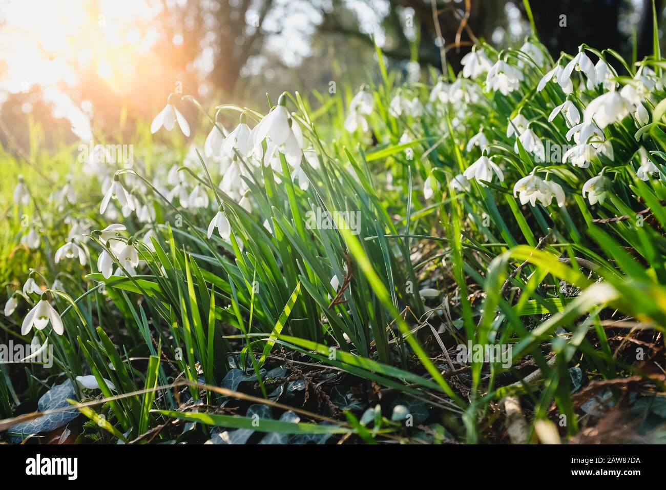 Small white flowers growing in a meadow Stock Photo