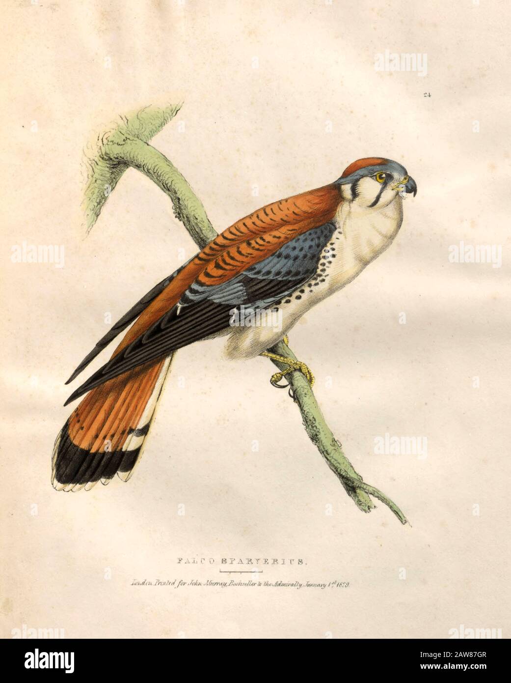 American kestrel color plates of North American birds from Fauna boreali-americana; or, The zoology of the northern parts of British America, containing descriptions of the objects of natural history collected on the late northern land expeditions under command of Capt. Sir John Franklin by Richardson, John, Sir, 1787-1865 Published 1829 Stock Photo