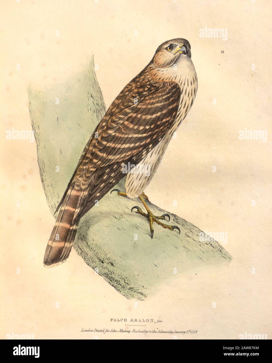 Merlin (Falco columbarius syn Falco aesalon) color plate of North American birds from Fauna boreali-americana; or, The zoology of the northern parts of British America, containing descriptions of the objects of natural history collected on the late northern land expeditions under command of Capt. Sir John Franklin by Richardson, John, Sir, 1787-1865 Published 1829 Stock Photo