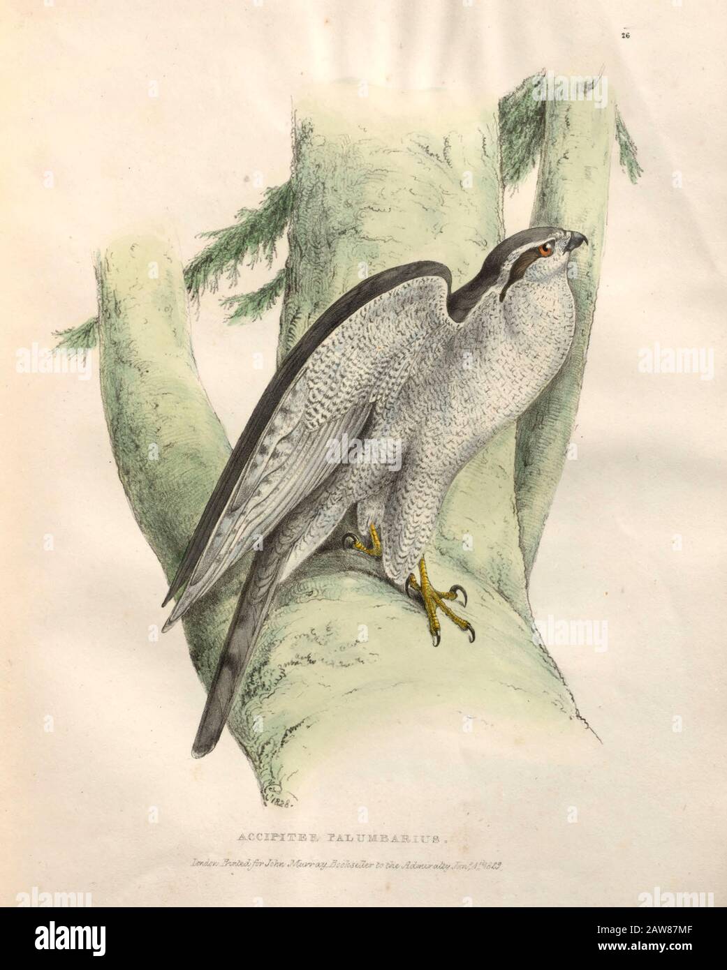 Pigeon Hawk (Accipiter Palumbarius). color plates of North American birds from Fauna boreali-americana; or, The zoology of the northern parts of British America, containing descriptions of the objects of natural history collected on the late northern land expeditions under command of Capt. Sir John Franklin by Richardson, John, Sir, 1787-1865 Published 1829 Stock Photo