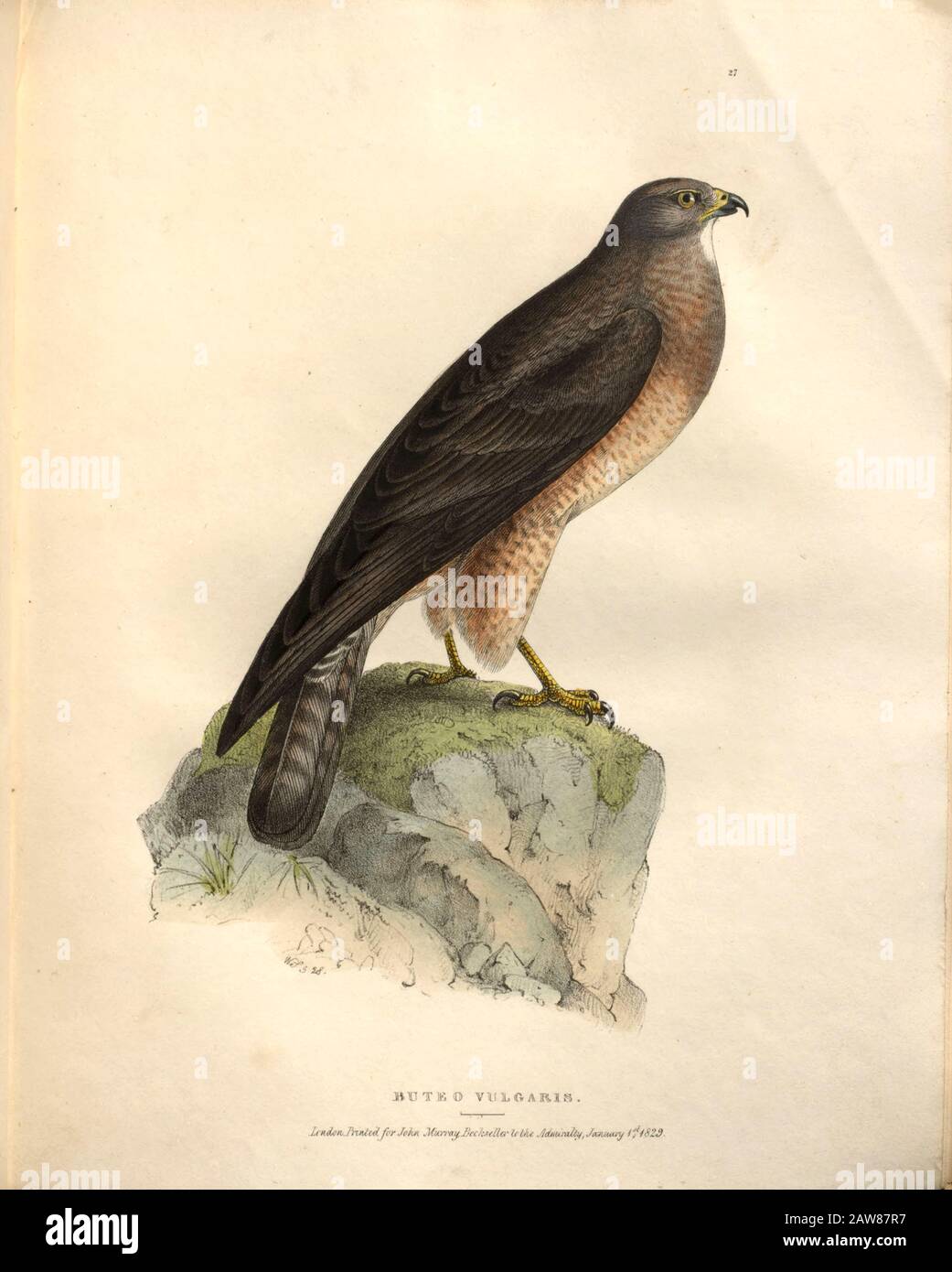common buzzard (Buteo buteo syn Buteo vulgaris) color plate of North American birds from Fauna boreali-americana; or, The zoology of the northern parts of British America, containing descriptions of the objects of natural history collected on the late northern land expeditions under command of Capt. Sir John Franklin by Richardson, John, Sir, 1787-1865 Published 1829 Stock Photo
