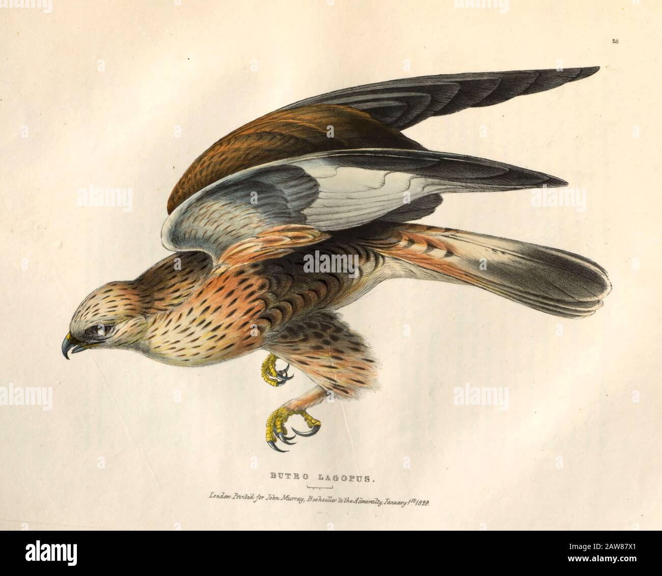 Rough-legged buzzard (Buteo lagopus) color plate of North American birds from Fauna boreali-americana; or, The zoology of the northern parts of British America, containing descriptions of the objects of natural history collected on the late northern land expeditions under command of Capt. Sir John Franklin by Richardson, John, Sir, 1787-1865 Published 1829 Stock Photo