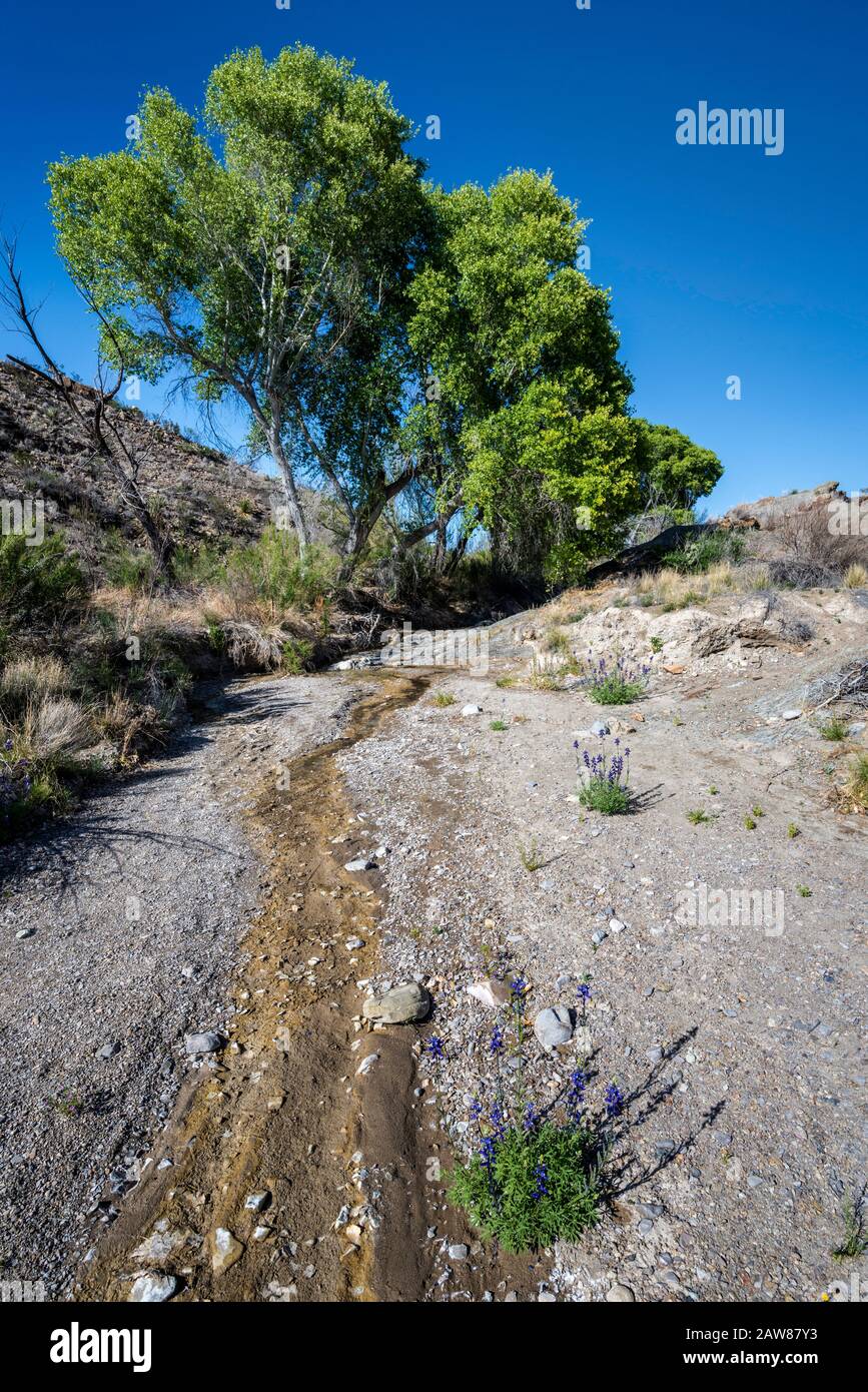 Mckinney spring hires stock photography and images Alamy