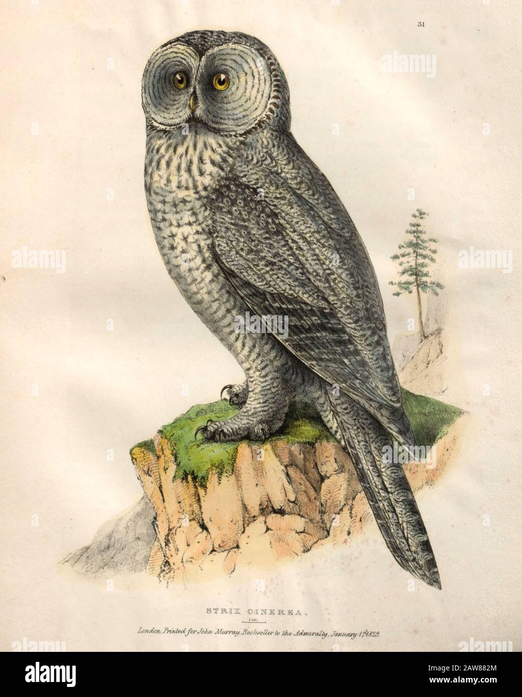 Strix nebulosa (Great Grey Owl) color plate of North American birds from Fauna boreali-americana; or, The zoology of the northern parts of British America, containing descriptions of the objects of natural history collected on the late northern land expeditions under command of Capt. Sir John Franklin by Richardson, John, Sir, 1787-1865 Published 1829 Stock Photo