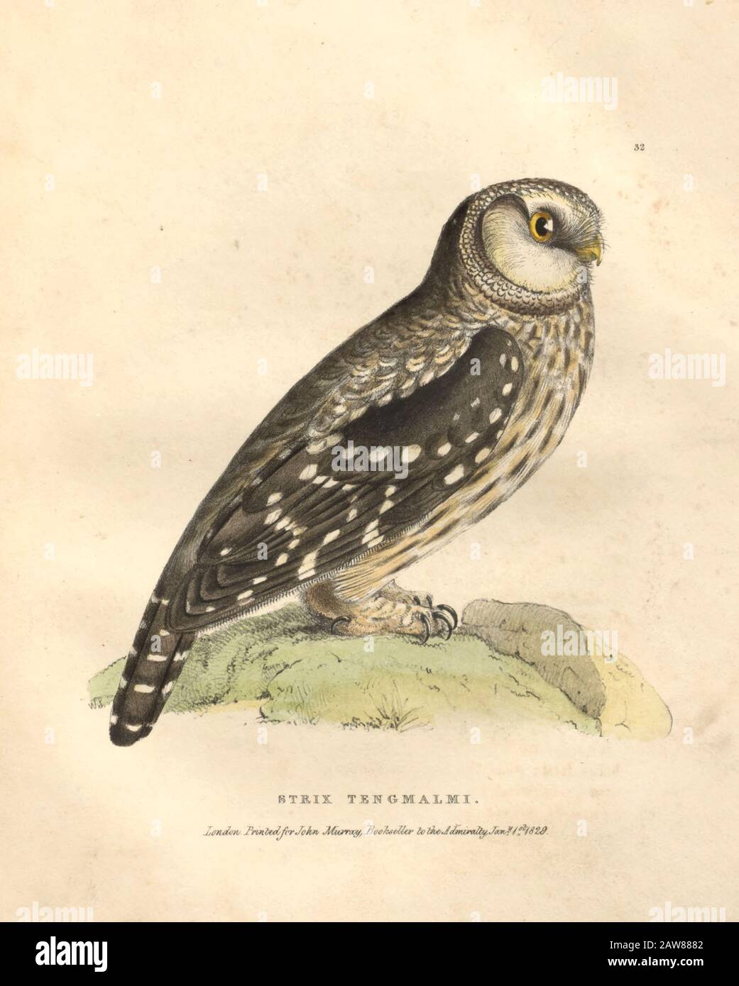 boreal owl (Aegolius funereus syn Strix tengmalmi), color plate of North American birds from Fauna boreali-americana; or, The zoology of the northern parts of British America, containing descriptions of the objects of natural history collected on the late northern land expeditions under command of Capt. Sir John Franklin by Richardson, John, Sir, 1787-1865 Published 1829 Stock Photo