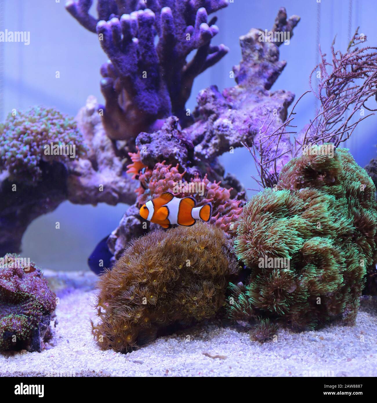Clown fish tank hotsell